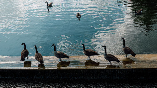 High angle view of birds on lake