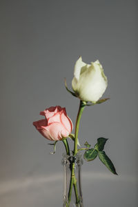Close-up of rose against white background