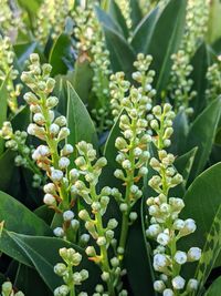 High angle view of flowering plant