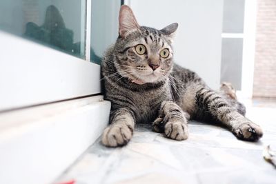 Portrait of cat resting on tiled floor