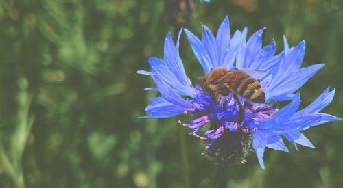 Close-up of bee pollinating on purple flower