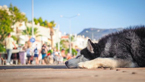 Dog sleeping