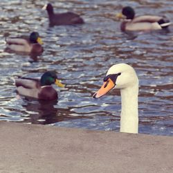 Close-up of swans swimming on lake