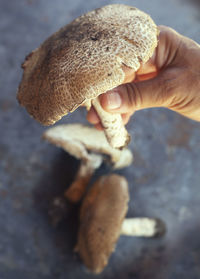 Close-up of hand holding mushroom