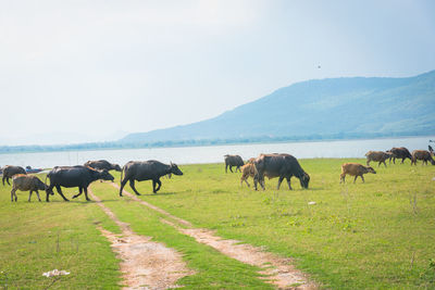 Horses in a field