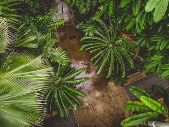 High angle view of palm trees