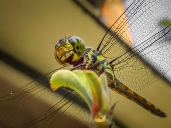 Close-up of insect on fruit