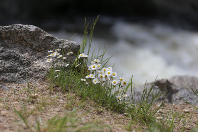 High angle view of white daisies blooming at riverbank