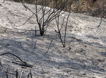 High angle view of bare trees on field