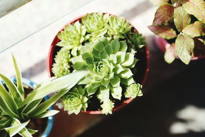 Close-up of succulent plant