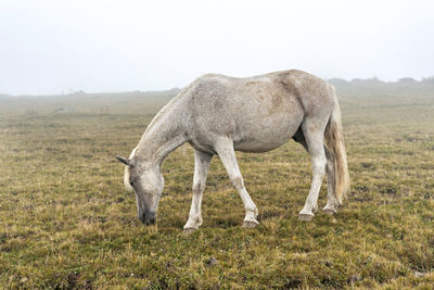 Gray white horse in black speck grazing in the mountains in the fog domestic animals