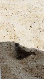 High angle view of lizard on sand