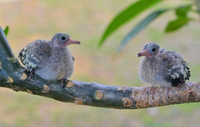 Close-up of birds perching on branch