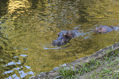 Hippopotamus couple in the river water. salvador, bahia, brazil.