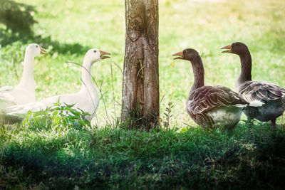 View of birds on field