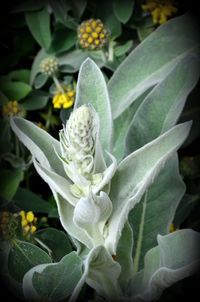 Close-up of flower