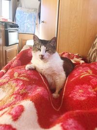 Cat relaxing on bed at home