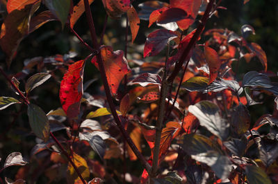 Close-up of autumnal leaves