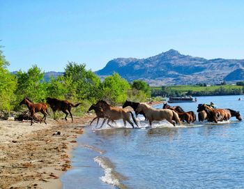 Wild horses running out of a lake 