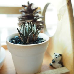 Close-up of potted plant on table