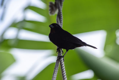 Close-up of bird resting on the ropes of my hammock
