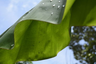 Close-up of raindrops on green leaves