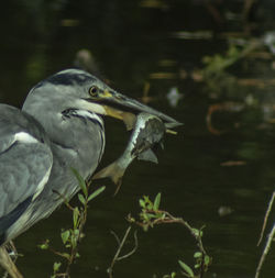 View of bird perching on plant