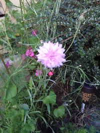 Close-up of pink flowers blooming in park