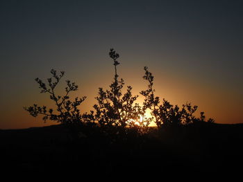 Silhouette of trees at sunset