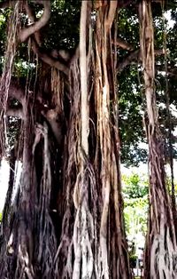 Close-up of tree trunk in forest