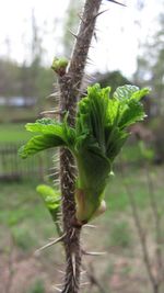 Close up of plant