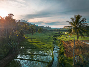 High angle view of river amidst trees against sky during sunset