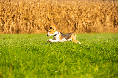 Dog running on grass