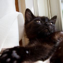 Close-up portrait of cat