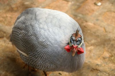 High angle view of bird on field