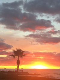 Silhouette of palm tree at sunset