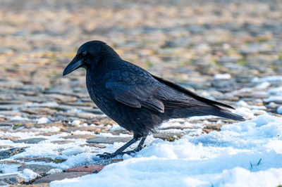 Close-up of bird perching on snow