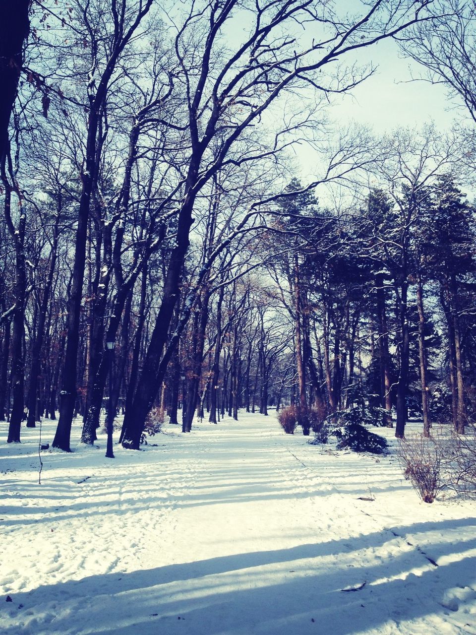 snow, winter, cold temperature, tree, the way forward, season, weather, diminishing perspective, covering, bare tree, road, vanishing point, nature, white color, tranquility, tranquil scene, treelined, transportation, branch, frozen