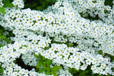 Close-up of white flowers