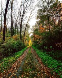 View of trees in forest during autumn