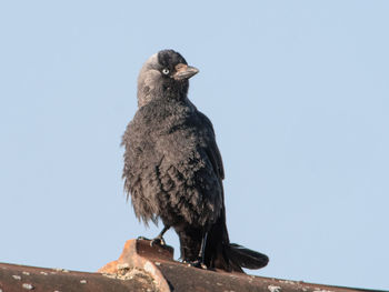 Low angle view of jackdaw perching against clear blue sky