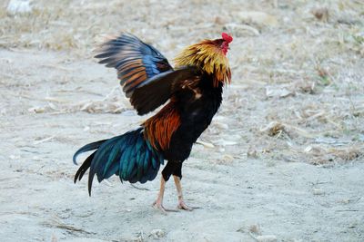 Close-up of rooster