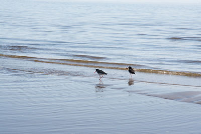 Birds perching on sea