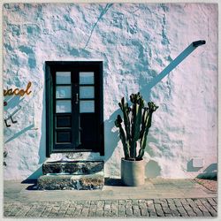 Potted plant on wall of building