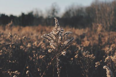 Close-up of wilted plant on field during winter