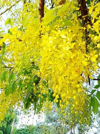 Close-up of yellow flowers hanging on tree