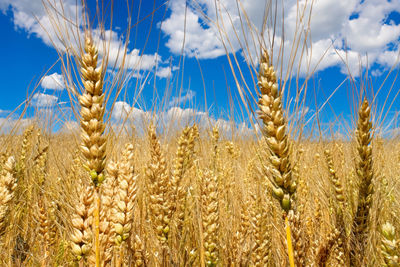 Close-up of wheat growing on field against sky