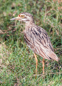 Close-up of a bird perching on a field