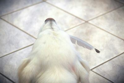 bird