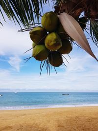 Coconut palm tree by sea against sky